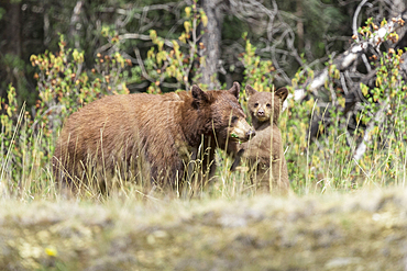 Bears standing in forest