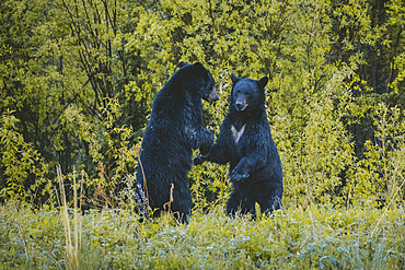 Bears standing in forest