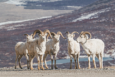 Rams on snowy mountain