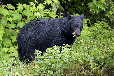 Wet bear eating foliage