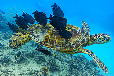 Fish nibbling shell of swimming sea turtle