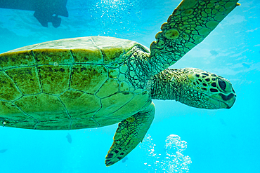 Close up of swimming sea turtle