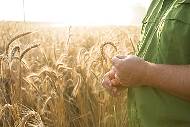 Hands of Caucasian man examining wheat