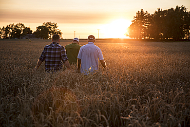 Caucasian men walking though field of wheat