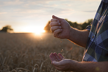 Hands of Caucasian man examining wheat in field