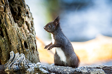 Portrait of alert squirrel on log