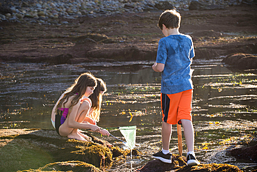 Caucasian boy and girls exploring tide pools with net