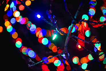 Defocused lights behind tree branch