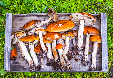 Fresh picked mushrooms on wooden tray