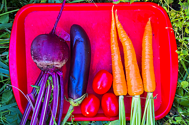 Organic vegetables on tray