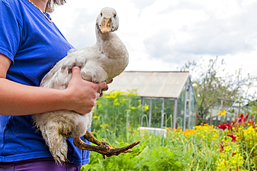 Close up of woman holding duck on farm