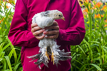 Close up of Caucasian boy holding chicken