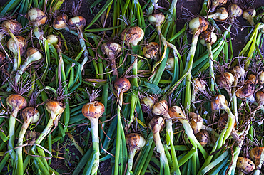 Pile of organic onions