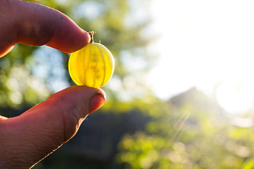 Fingers holding transparent organic green tomato