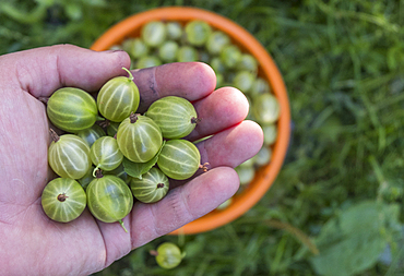 Hand holding organic green tomatoes