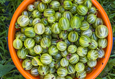 Basket of organic green tomatoes