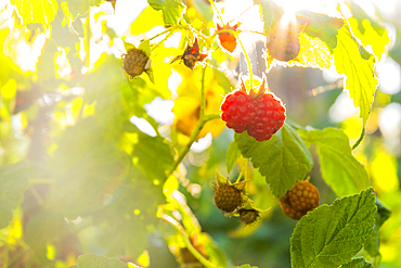 Close up of raspberries ripening