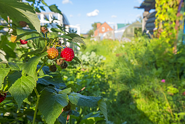 Raspberries ripening in garden