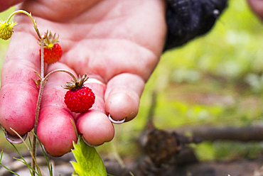 Hand holding tiny red strawberry