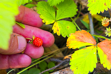 Hand holding tiny red strawberry