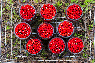 Jars of red strawberries in metal bin