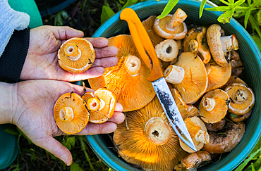 Hands showing buckets of mushrooms