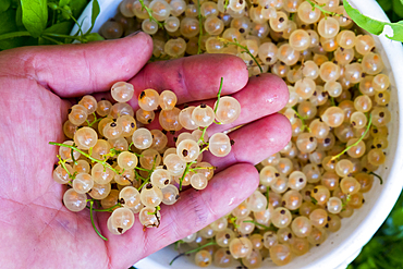 Hand holding white berries