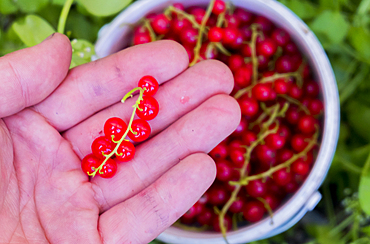 Hand holding red berries above basket