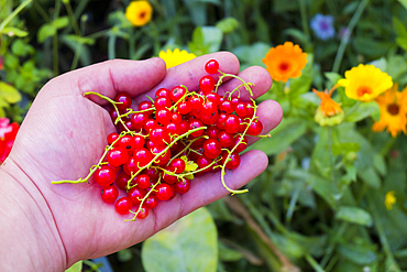 Hand holding red berries