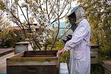 Beekeeper and bee hives