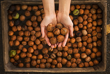 Hands holding walnuts over box