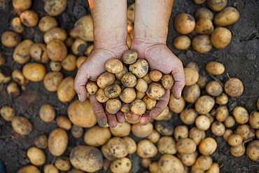 Dirty hands holding potatoes