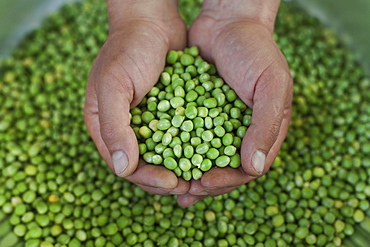 Hands holding green peas