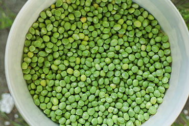 Bowl of green peas