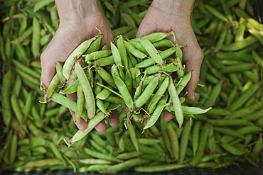 Hands holding peas in pods