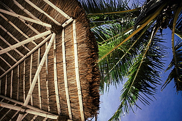 Palm tree and thatched umbrella