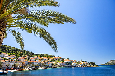 Palm tree at tranquil waterfront