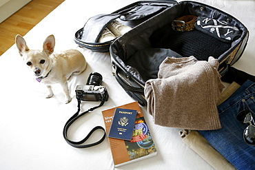 Dog sitting on bed near suitcase