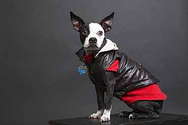 Portrait of dog wearing leather jacket