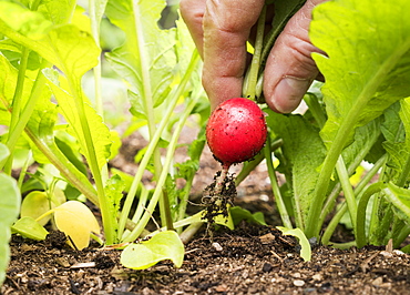 Hand of Caucasian man picking radish in garden