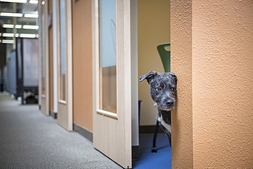 Dog peeking from office doorway