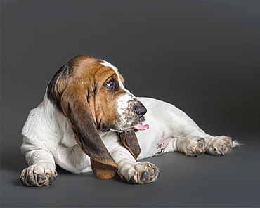 Portrait of hound laying on floor