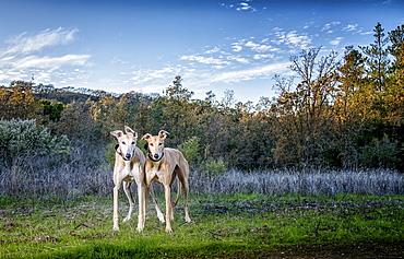 Portrait of dogs in field