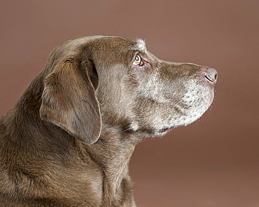 Portrait of dog