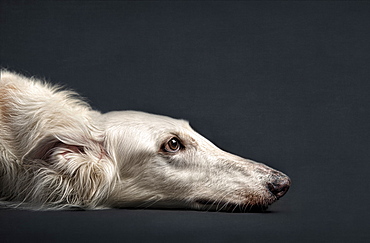 Portrait of dog laying on floor