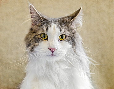 Portrait of cat