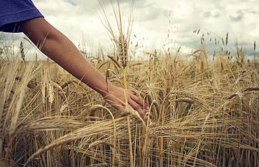 Arm of Caucasian boy in field of wheat