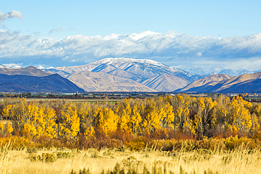 Autumn trees in mountain landscape