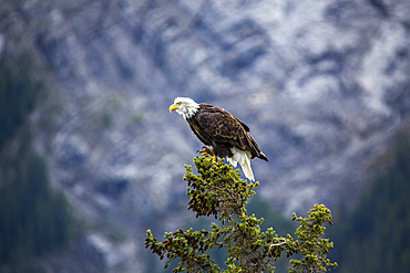 Bald eagle standing on tree branch