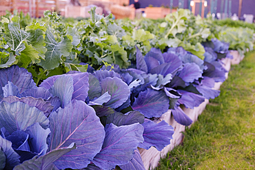 Green and purple leafy vegetables in garden